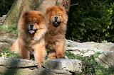 CHOW CHOW 638